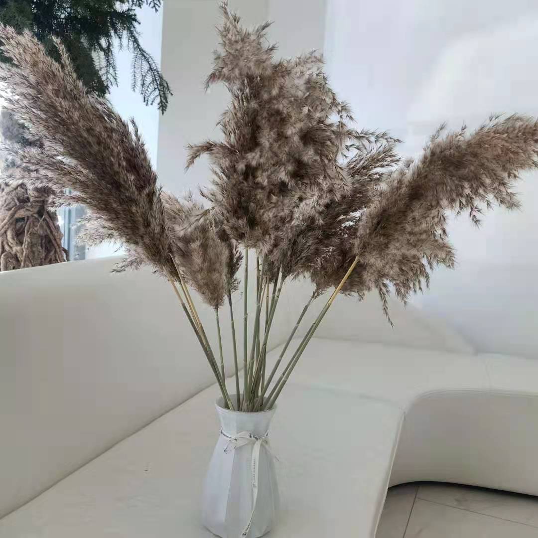 Natural Brown Pampas Grass