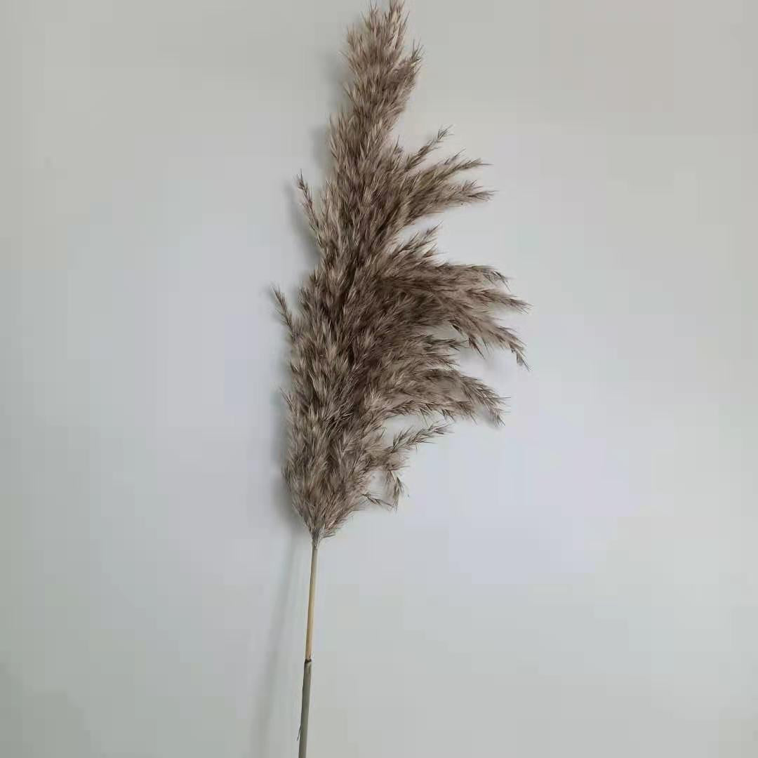 Natural Brown Pampas Grass