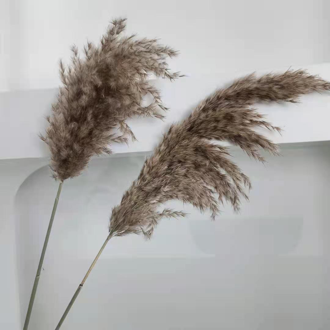 Natural Brown Pampas Grass