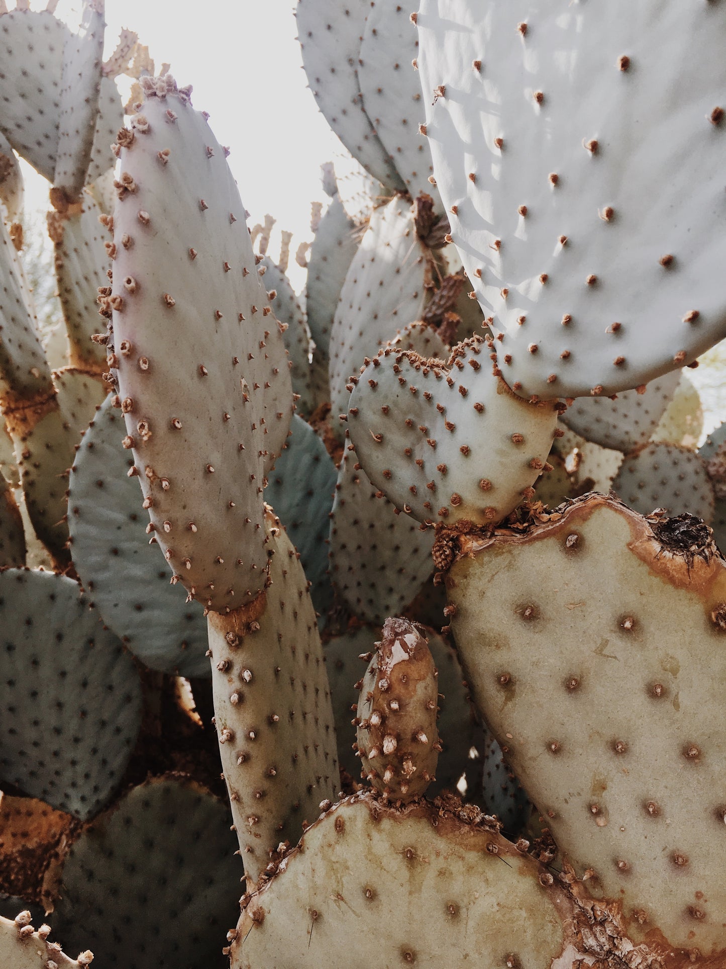 Αφίσα Cactus Aesthetic A3/A4