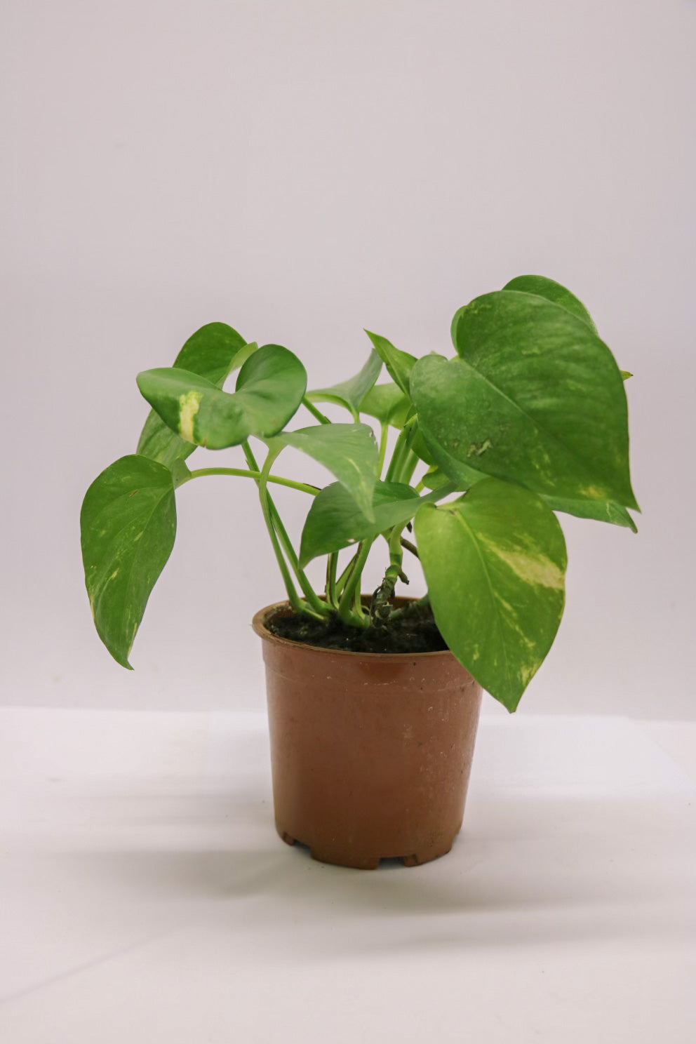Mini Pothos