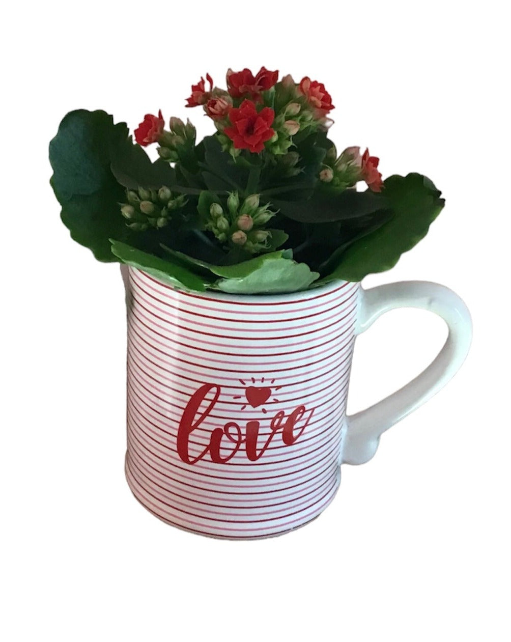 Love in Bloom Cup - Kalanchoe Plant
