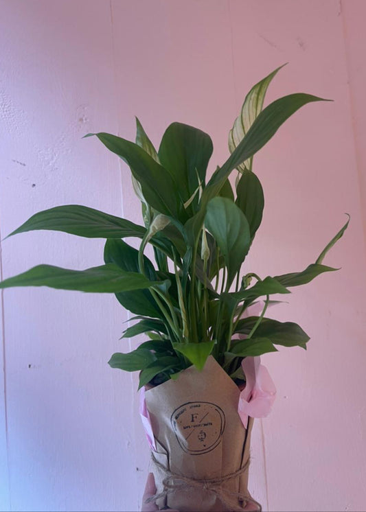 Peace Lily