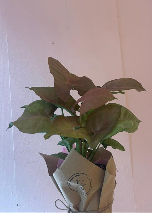 Syngonium Neon