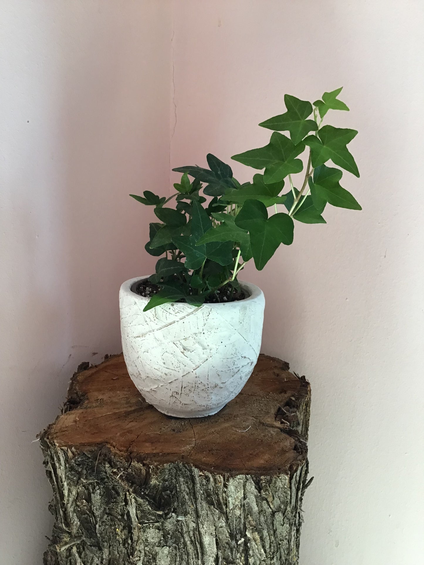 Planter with Ivy Plant