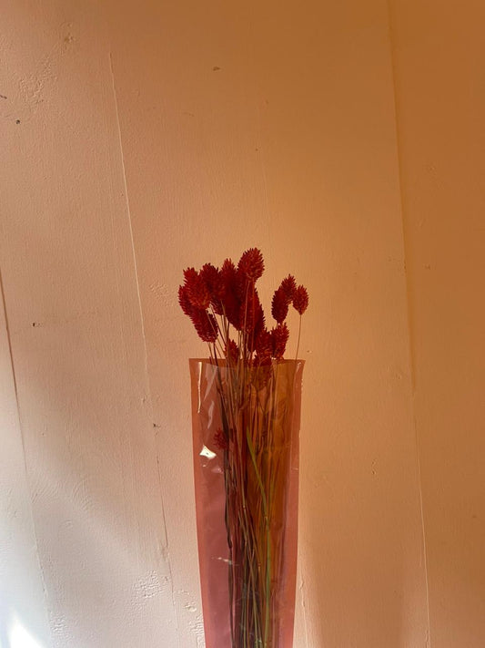 Red Phalaris