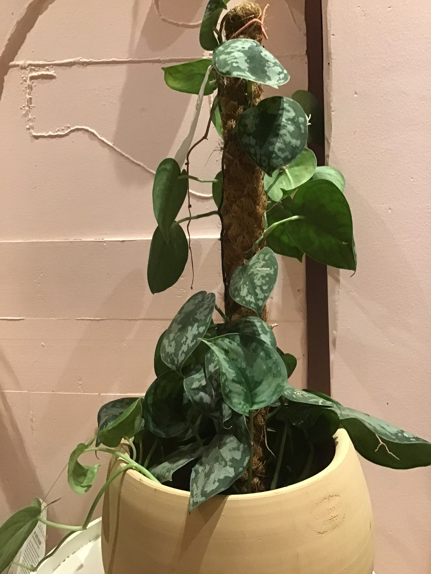 Scinapsus picture Argyraeus (Satin Pothos)