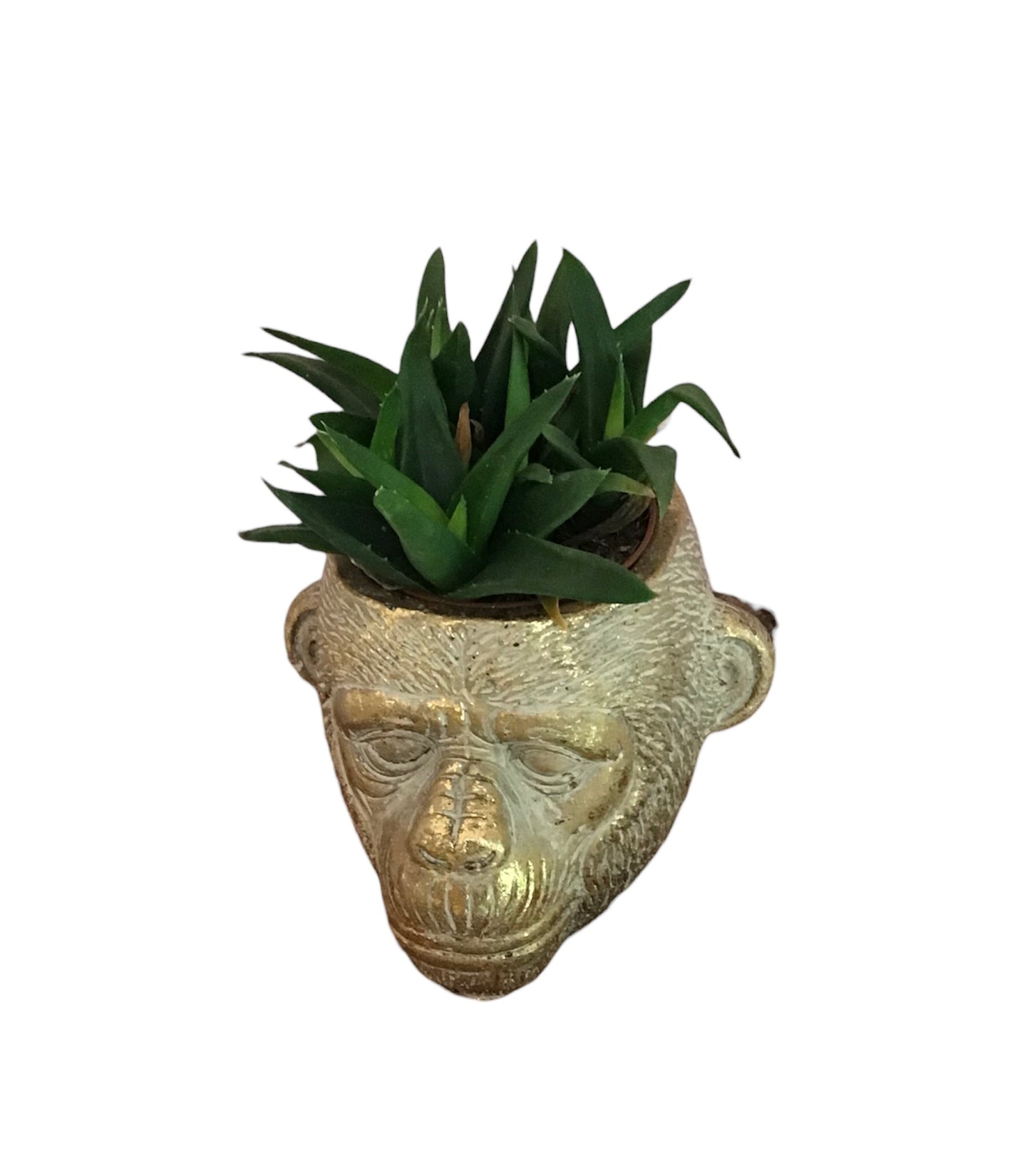 Mini Aloe Vera Plant In a Monkey Ceramic Pot