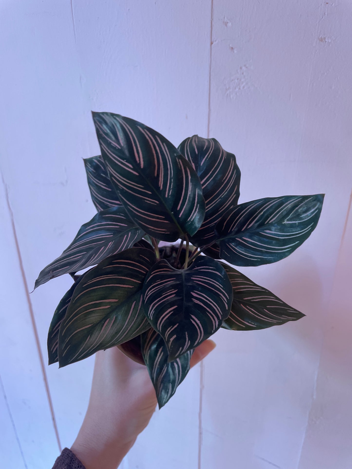 Calathea