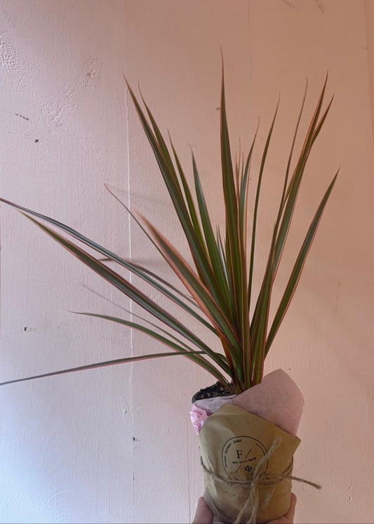 Dragon tree
