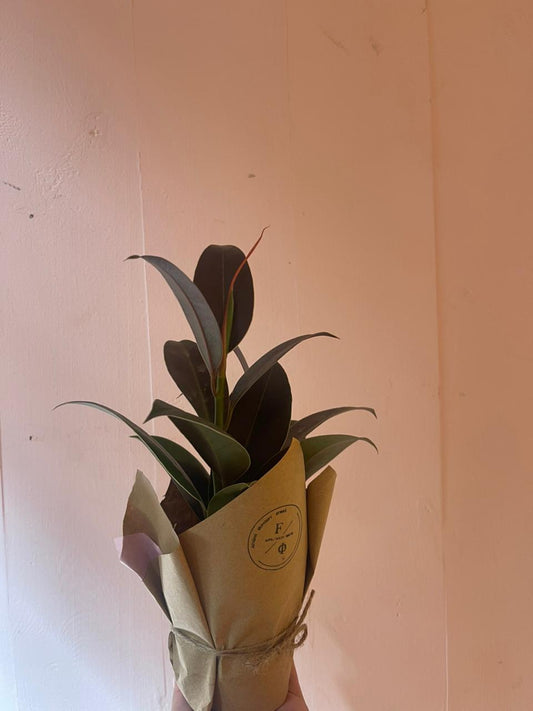 Ficus