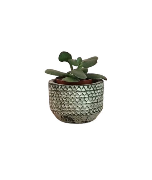 Mini Thick-Leaved Plant In A Ceramic Pot