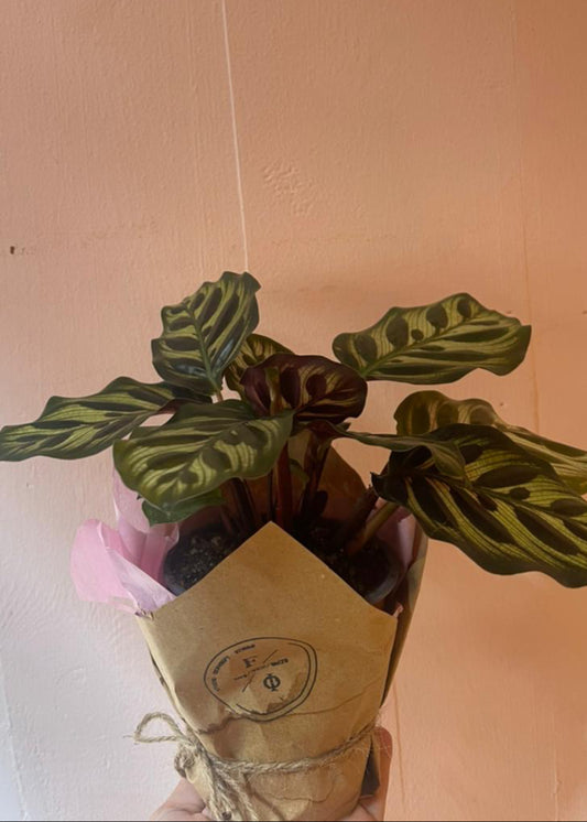 Calathea