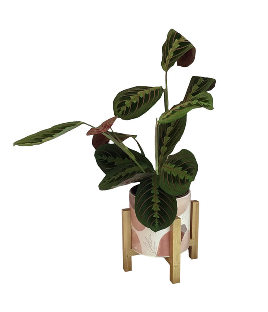 Maranta Plant In A Ceramic Pot With Wooden Base