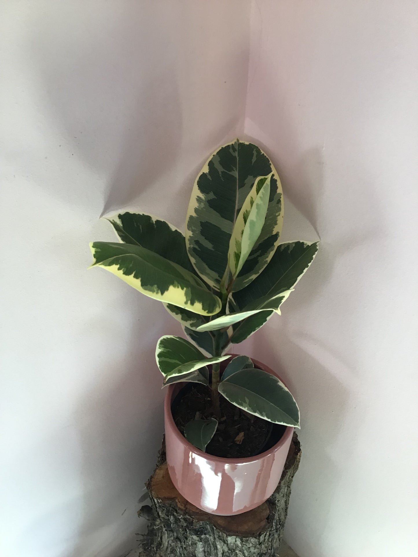 Pink and White Ceramic Planter with Ficus