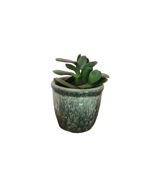 Mini Thick -Foliage Plant In A Green Ceramic Pot