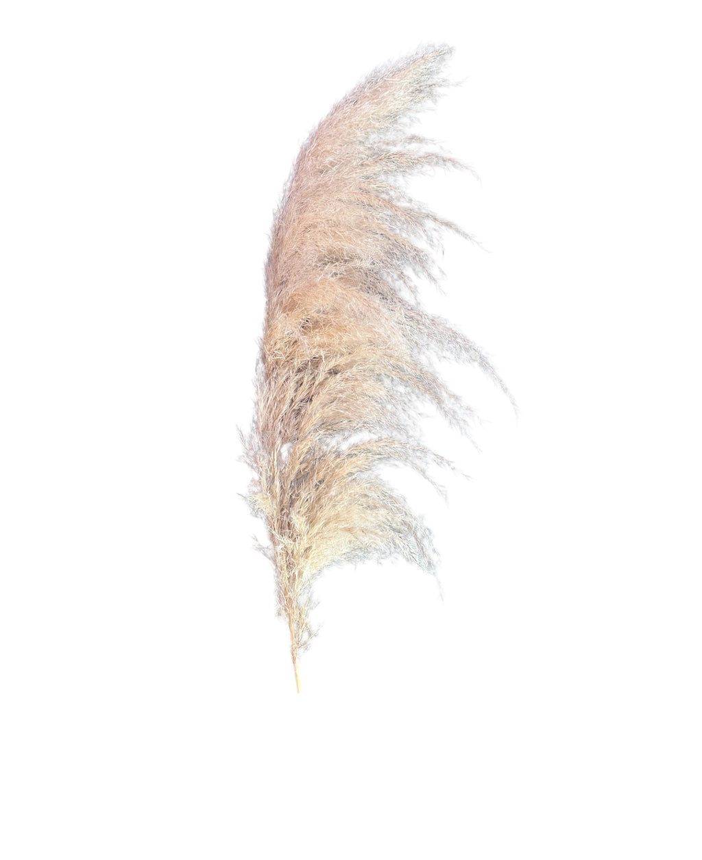 Pampas Grass