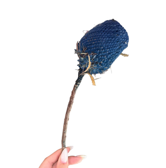 Blue Dried Banksia