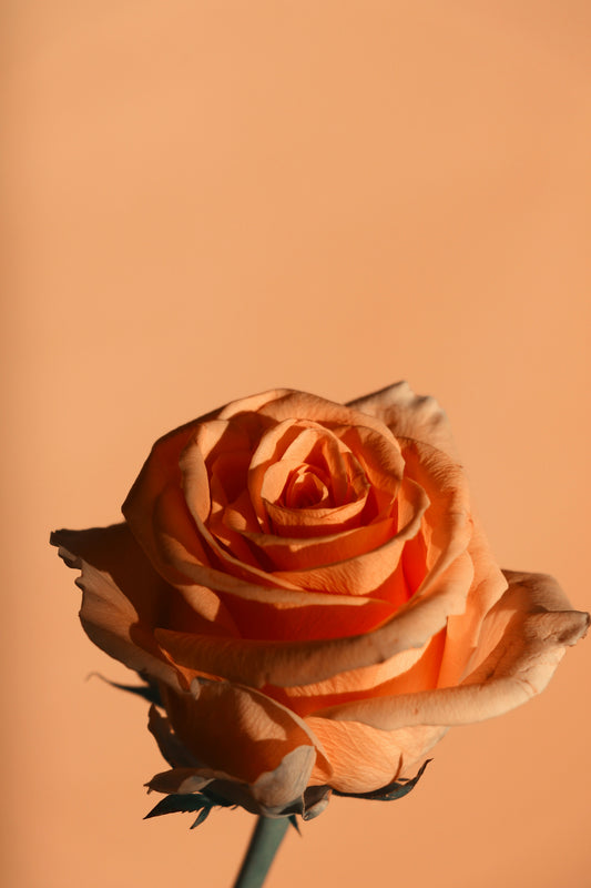 Radiant Blooms: Captivating Orange Rose Poster