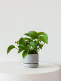 Mini Pothos