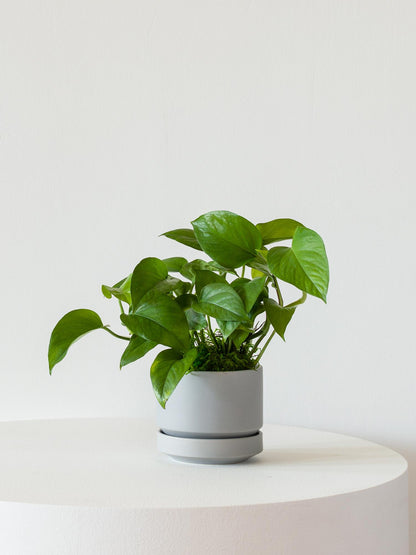 Mini Pothos