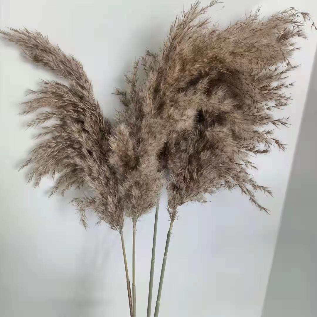 Natural Brown Pampas Grass