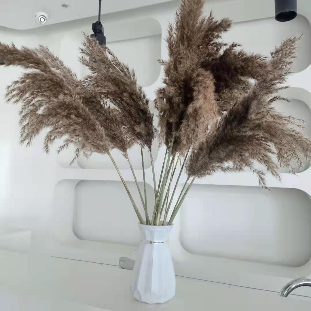 Natural Brown Pampas Grass