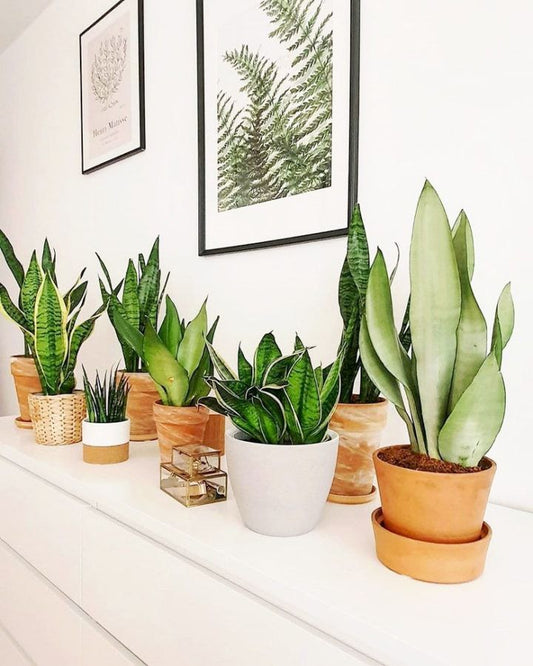 Large Snake Plant - Easy Care