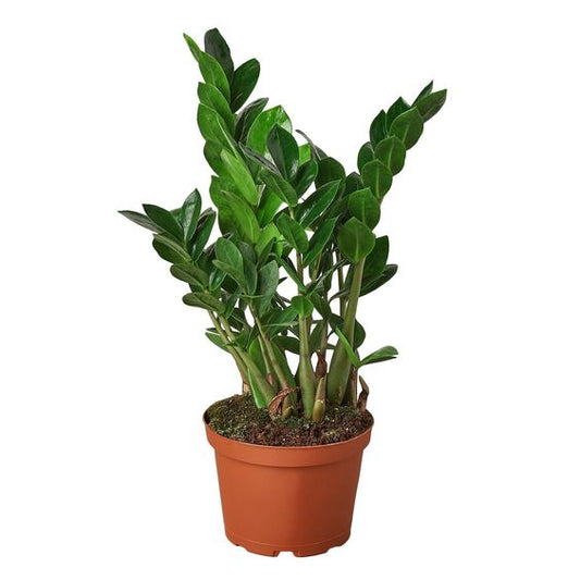 Zamia Plant - Easy Care