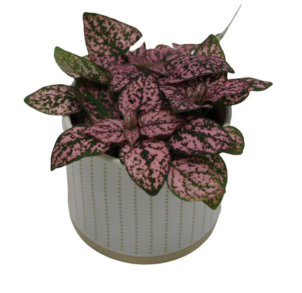 Blush Polka Dot Plant - Pet Friendly