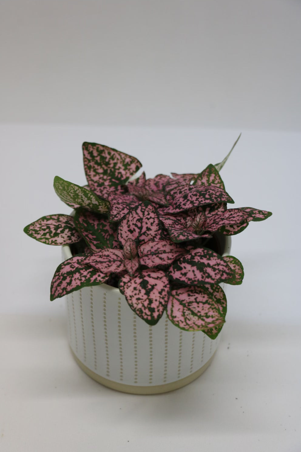 Blush Polka Dot Plant - Pet Friendly