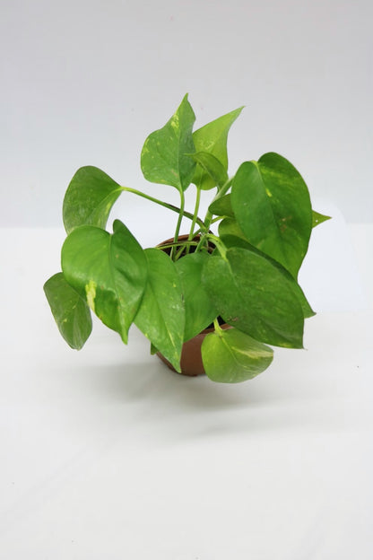 Mini Pothos