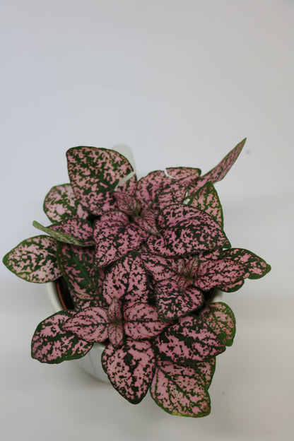 Blush Polka Dot Plant - Pet Friendly