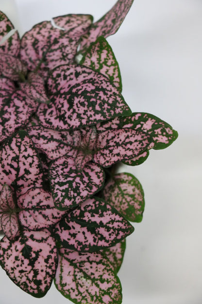 Blush Polka Dot Plant - Pet Friendly