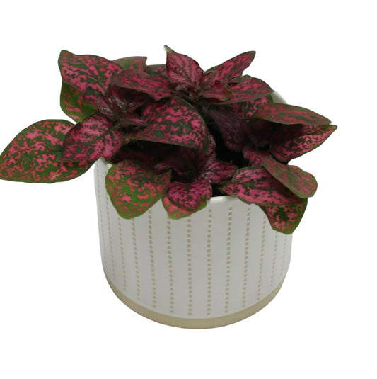 Fuchsia Polka Dot Plant - Pet Friendly