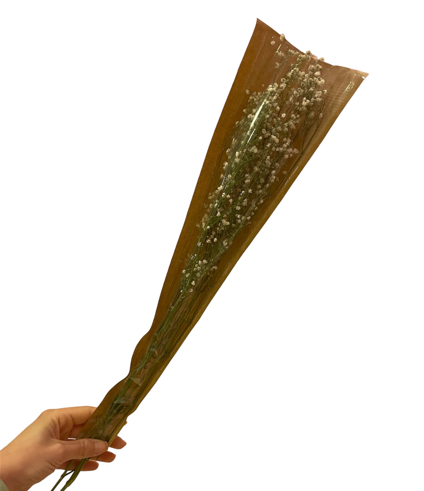 Dried White Gypsophila