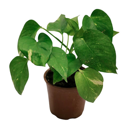 Mini Pothos