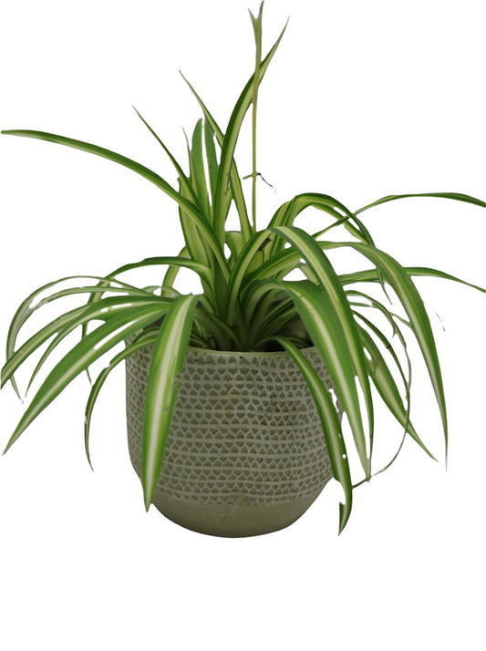Spider Plant - Easy Care