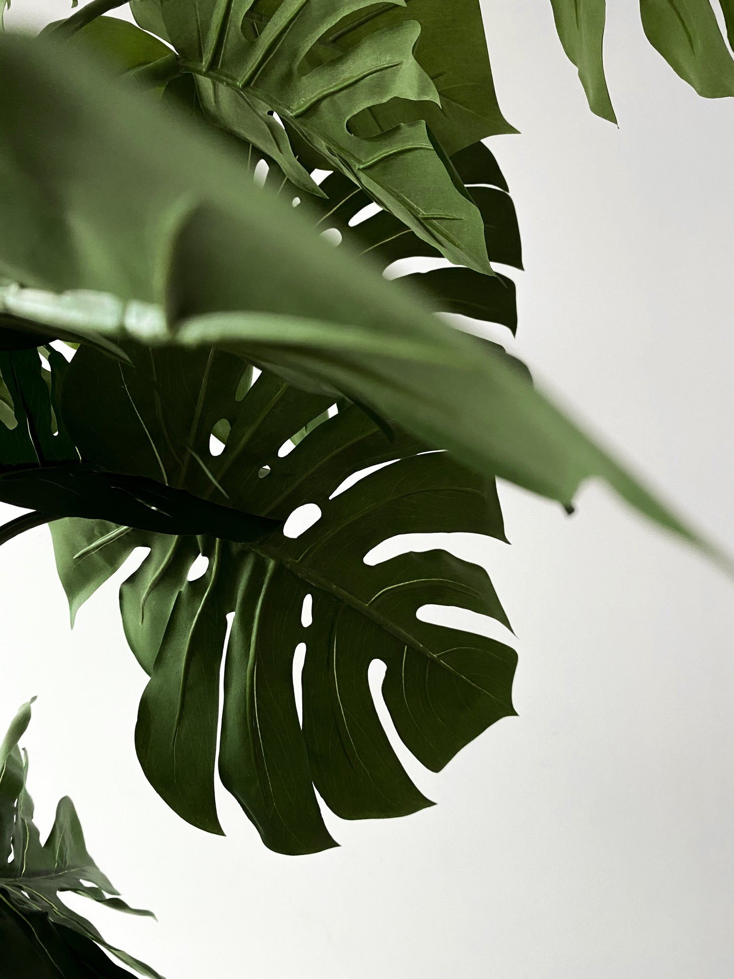 Monstera Poster