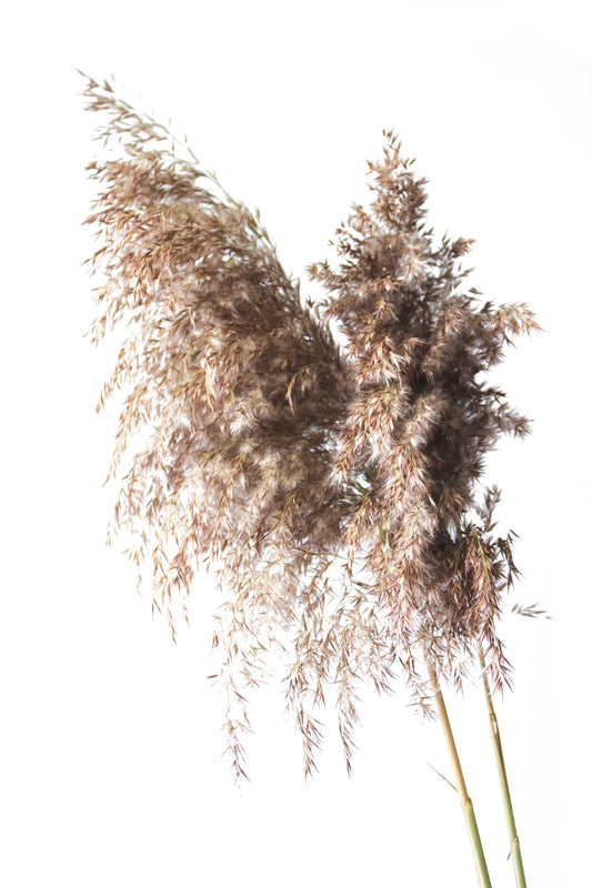 Natural Brown Pampas Grass