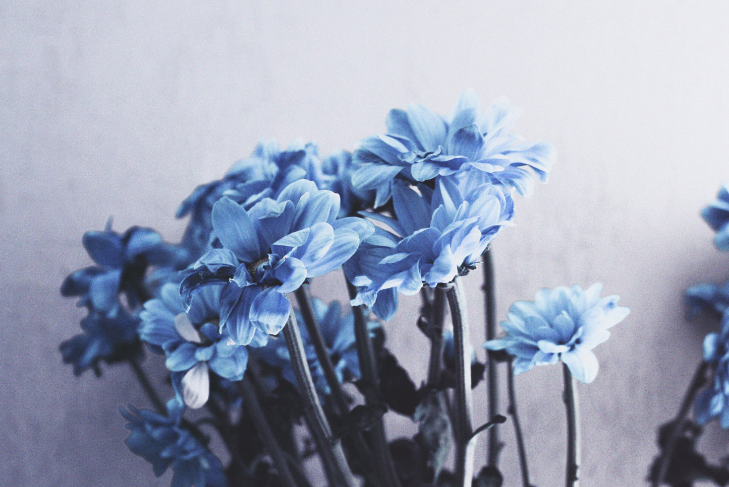 Blue Flowers Poster